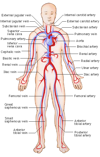 Blood Vessel Anatomy